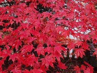 161121-3().jpg